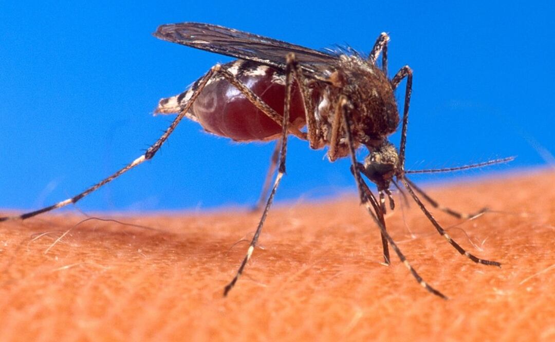 El mosquito Aedes aegypti es el principal vector del dengue y otras enfermedades virales. Foto: Especial