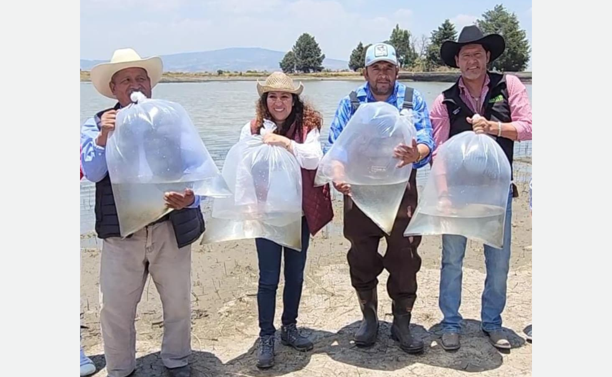 Siembra de 2 millones de alevines de carpa en Almoloya de Juárez, una iniciativa para impulsar la economía y la seguridad alimentaria. Foto: Especial