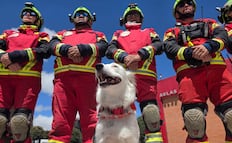 Halley, el rescatista de cuatro patas de Cruz Roja