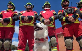 Halley, el rescatista de cuatro patas de Cruz Roja