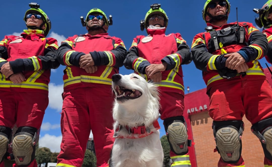 Kenai, Orli, Balam y Halley integran el equipo canino de búsqueda de la Cruz Roja Mexicana. Foto Claudia Rodríguez / El Universal