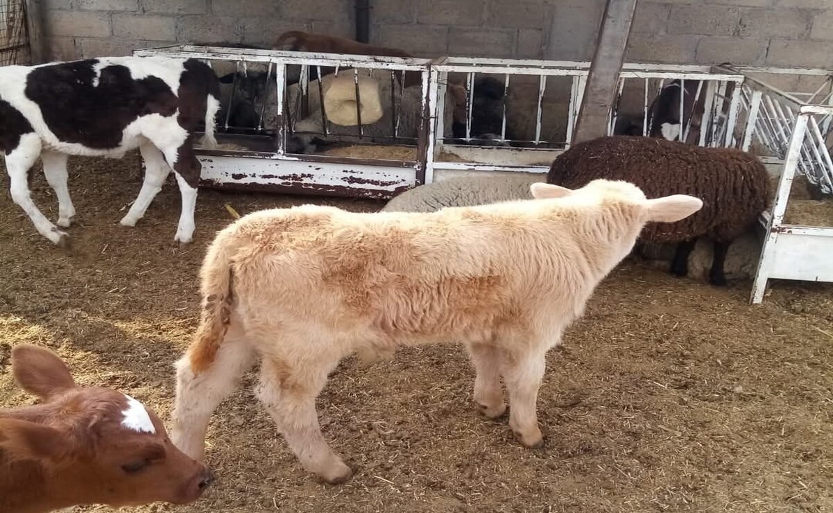 El robo de ganado se recrudece en Atlacomulco, San Felipe del Progreso y Temascalcingo / Especial
