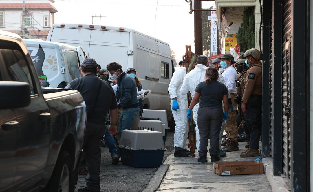 Un total de 108 perros fueron resguardados tras el cateo del lugar, permanecen bajo custodia de la Cepanaf. / Foto Alejandro Vargas