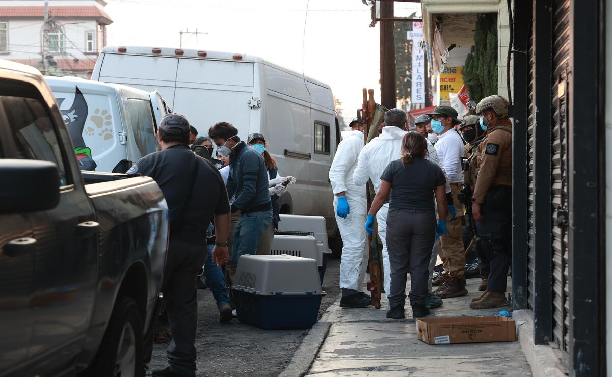 Un total de 108 perros fueron resguardados tras el cateo del lugar, permanecen bajo custodia de la Cepanaf. / Foto Alejandro Vargas