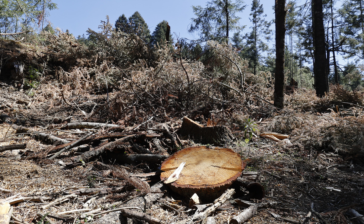 Algunas  zonas que se encuentran en riesgo por la tala clandestina son: El Parque Nacional Iztaccíhuatl, el Parque Nacional Lagunas de Zempoala, el Nevado de Toluca y la Área Protegida de la Mariposa Monarca. Foto: Alejandro Vargas / El Universal Estado de México