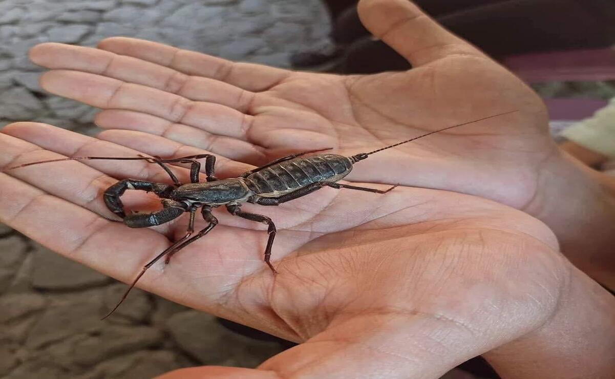 Explorando la biodiversidad en el Museo Vivo los Bichos de Malinalco, una ventana interactiva al mundo de los insectos / Foto: Especial
