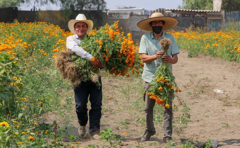 Productores de Chimalhuacán preparan sus cultivos de cempasúchil para las celebraciones de Día de Muertos. Foto especial
