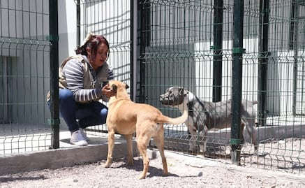 Edomex, Capital Mundial del Bienestar Animal con miles de rescates y cirugías gratuitas