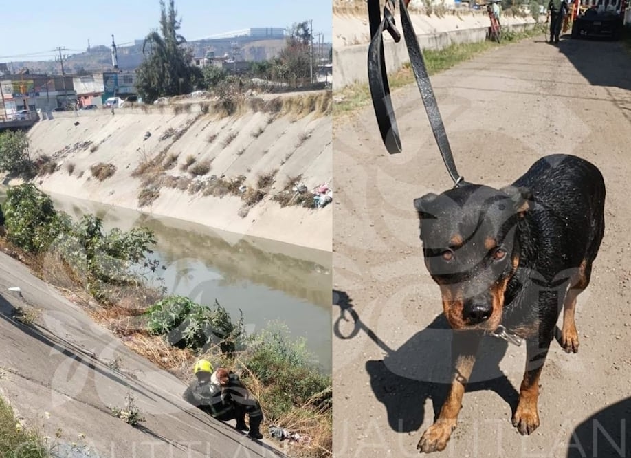Elementos de Protección Civil de Cuautitlán Izcalli logran poner a salvo al Rottweiler y al Bull Terrier antes de ser arrastrados. Foto: Especial