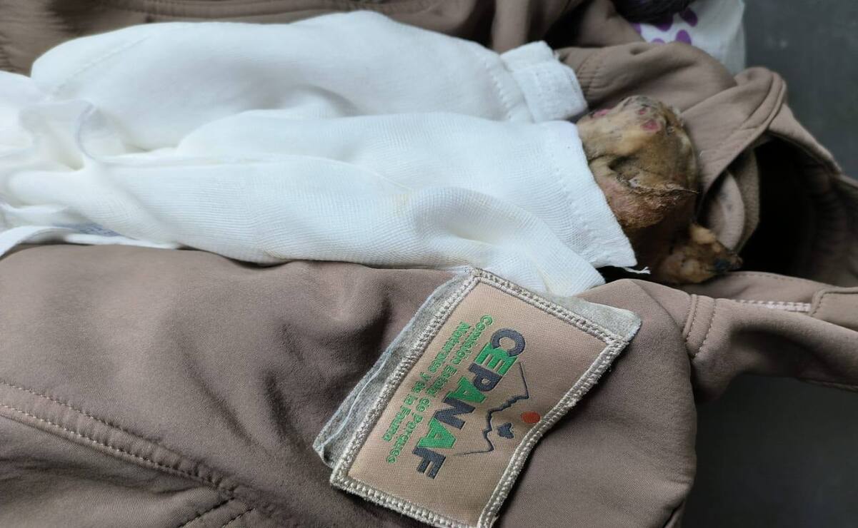 Edomex: Gatito rescatado tras explosión de pipa en Iztapalapa se reporta en estado delicado