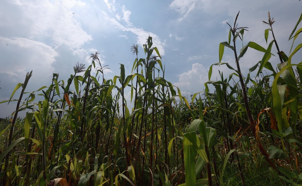 Amatepec, Tlatlaya, Sultepec y Luvianos concentran las afectaciones en los sembradíos de maíz, informó la secretaria del Campo, María Eugenia Rojano Valdés. Foto Alejandro Vargas/ El Universal