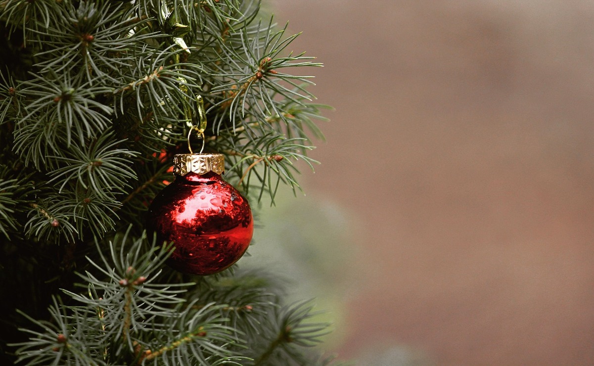 Edomex es la primera entidad en producir la mayoría de las plantaciones de árboles de Navidad. Foto: Especial