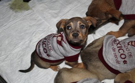 Toluca: En “El Infierno” se promueve la adopción de perros y gatos