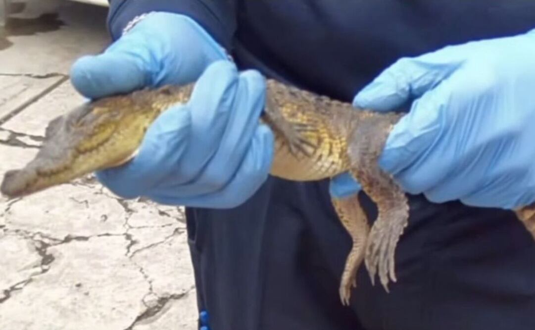 Los cocodrilos pertenecen a la especie Crocodylus moreletii y fueron entregados a las autoridades de la PROFEPA para quedar bajo su resguardo. Foto: Especial
