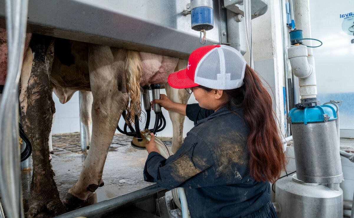 La Universidad Autónoma Chapingo (UACh) inició un programa para vender leche pasteurizada a 22 pesos el litro, para apoyar a comunidades cercanas de Texcoco. Foto: Especial
