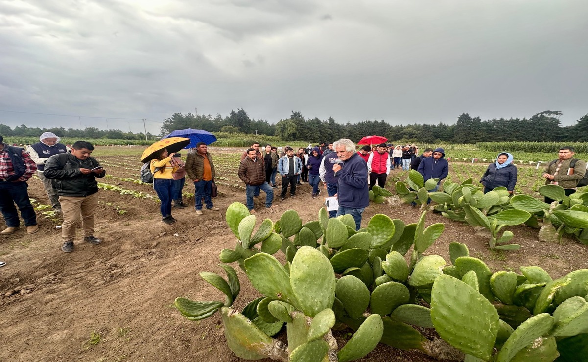 Icamex impulsa su cultivo mediante la entrega de pencas, asesoría técnica y capacitación a productores locales / Foto Especial
