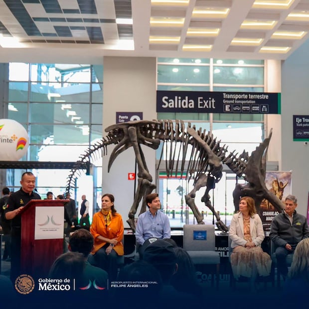 En la exhibición, las y los visitantes al AIFA podrán contemplar réplicas de fósiles, cuya historia está relacionada con hallazgos realizados en Coahuila. Foto. Especial