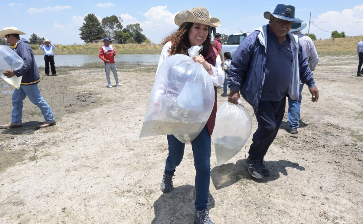 Presas de Almoloya de Juárez reciben 2 millones de pequeñas carpas como parte de un proyecto de desarrollo rural. Foto: Especial