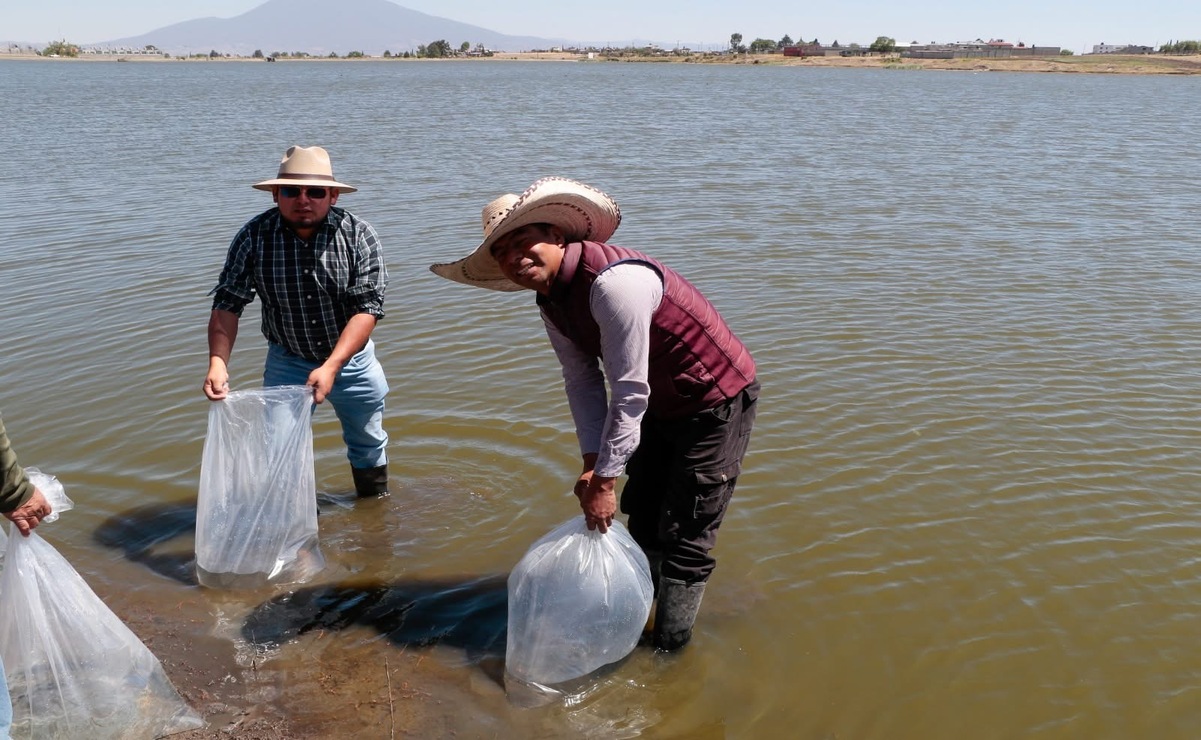 Se distribuirán 20.8 millones de alevines de carpa y trucha en varios municipios de la región norte del Edomex. Foto: Especial