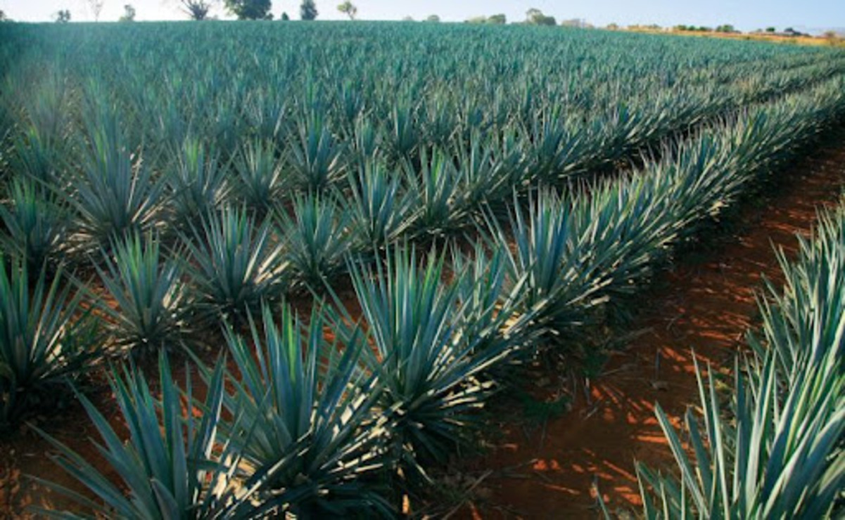En la entidad hay cerca de 761 productores que se concentran en 970 hectáreas / Foto Especial