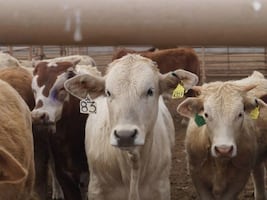 Casos de gusano barrenador aumentan en Tlatlaya y Amatepec