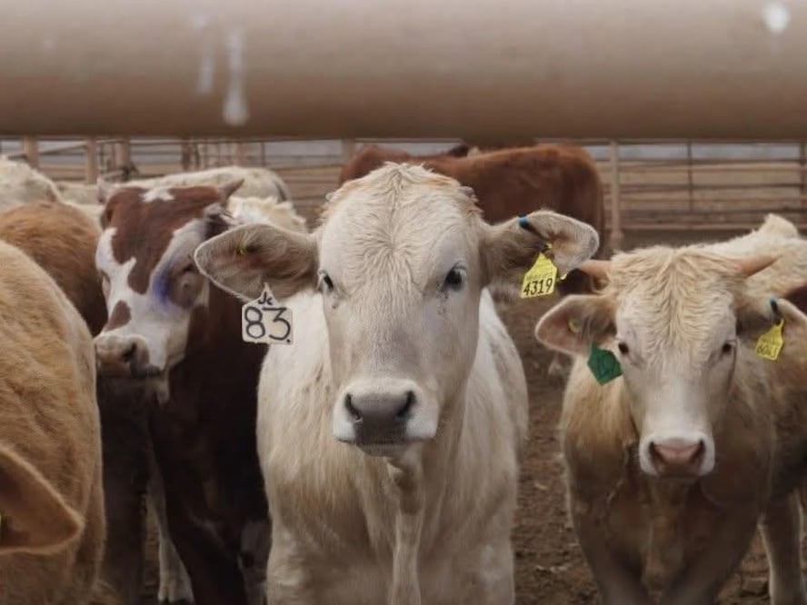 Técnicos especializados de la Secretaría del Campo inician barridos sanitarios para identificar y tratar focos de infección. Foto Especial