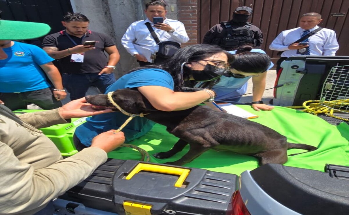 Autoridades  trabajan en conjunto para salvar a los animales víctimas de abuso en el municipio / Foto: Especial