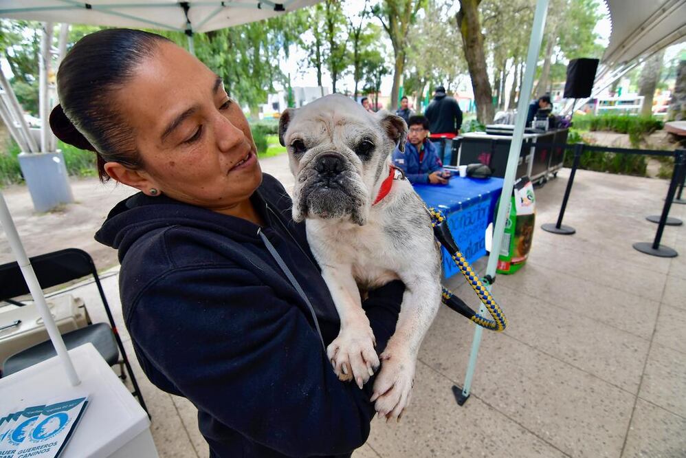La perrita fue encontrada por Tere Roldán Contreras, vicepresidenta de Guerreros Caninos A.C., y llevada a un médico veterinario para recibir atención médica.
