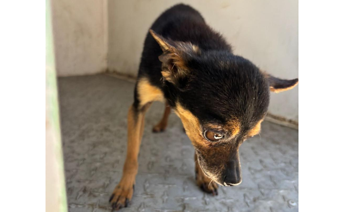 La FGJEM, en coordinación con autoridades municipales, rescató a los animales en condiciones insalubres. Foto: Especial