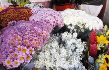 Día de Muertos 2025: Edomex proyecta derrama histórica de 3 mil millones de pesos