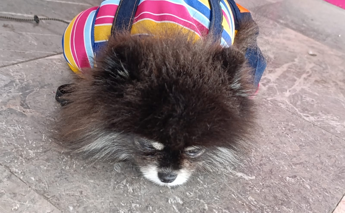 Un perrito pomerania comenzó a usar las redes sociales para convertirse en influencer conocido como el Príncipe Satán Foto: Macrina Vázquez