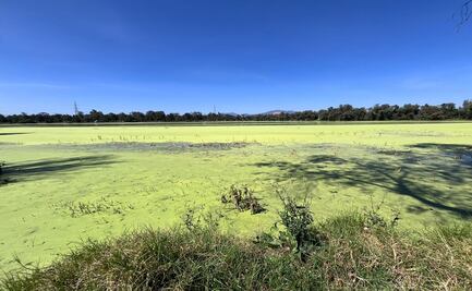 Cuautitlán Izcalli: Lenteja de agua incrementa en el Lago de los Lirios