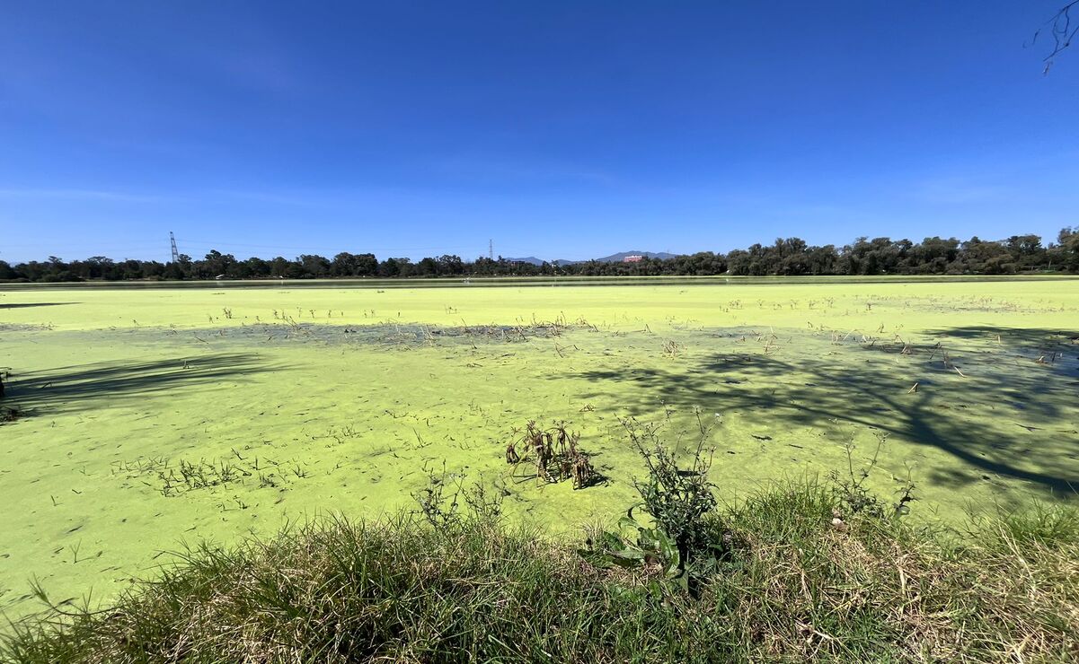 Vecinos de Cuautitlán Izcalli se preocupan por el crecimiento de la lenteja de agua en el Lago de los Lirios. Foto: Arturo Contreras.