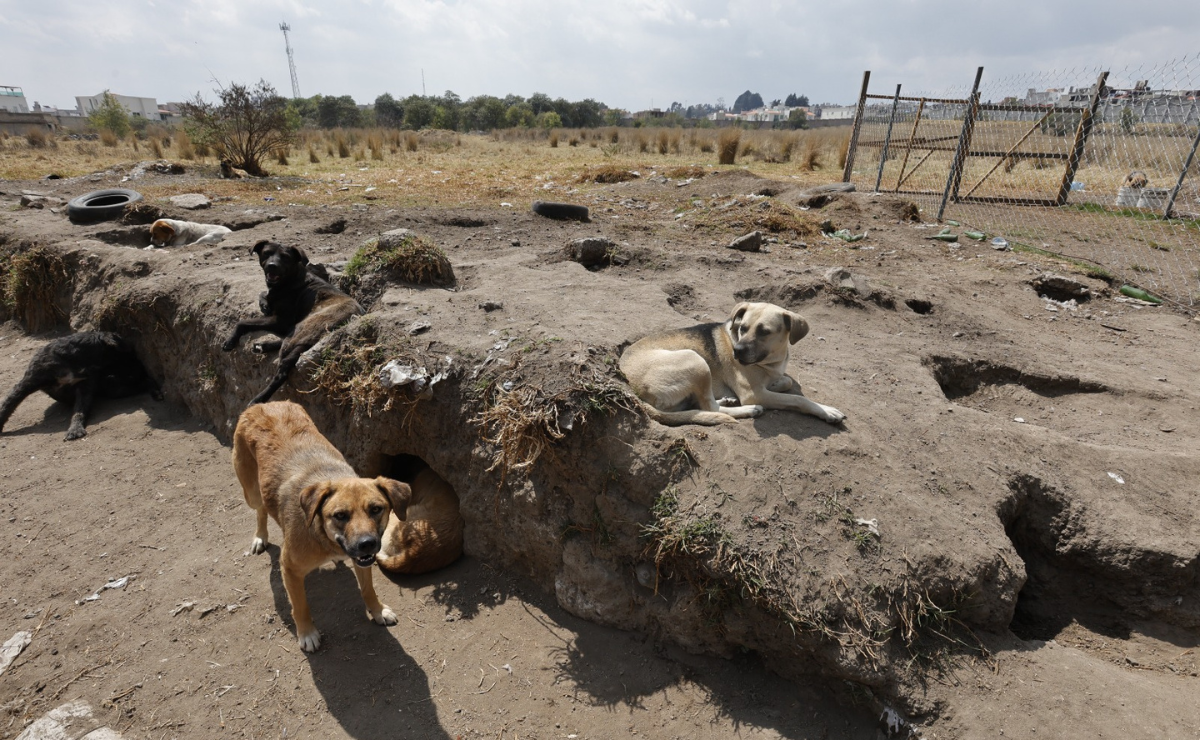 44 perros necesitan un hogar urgente en Toluca. ¡Adopta y cambia una vida! Foto: Jorge Alvarado