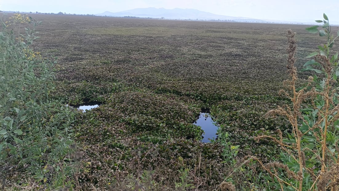 El esfuerzo resulta insuficiente para contener la plaga que comenzó a proliferar desde el mes de agosto. Foto Gisela González / El Universal