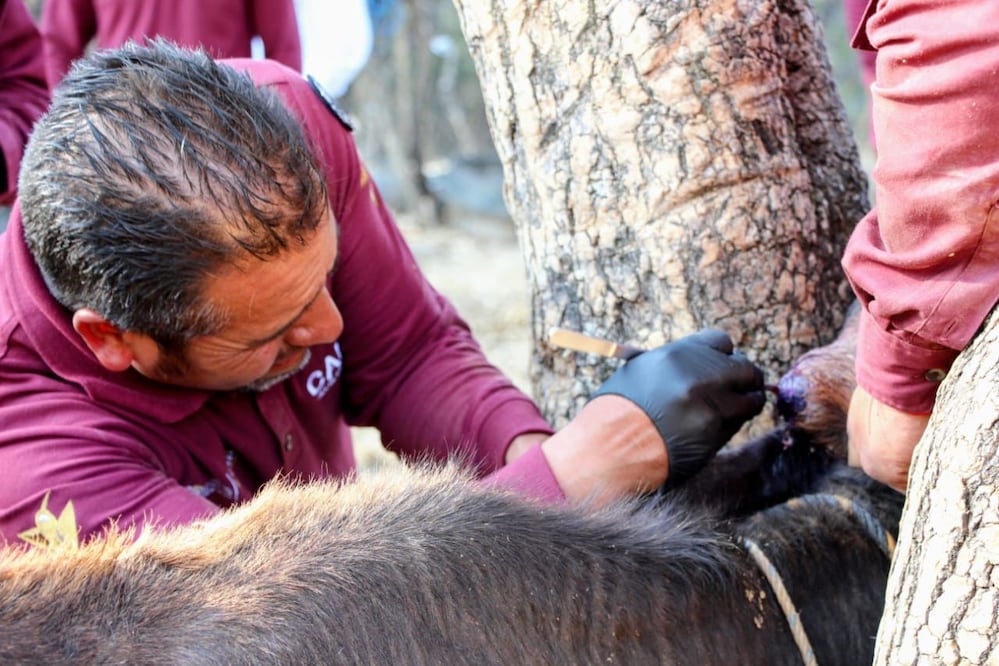 Binomios de médicos veterinarios realizan la curación de heridas y toma de muestras en ganado de la región de Tierra Caliente. Foto Especial