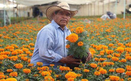 Inicia Edomex venta de cempasúchil y flores de temporada para Día de Muertos