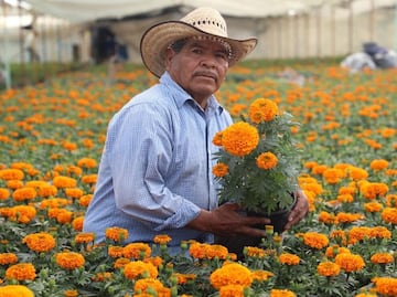 Inicia Edomex venta de cempasúchil y flores de temporada para Día de Muertos