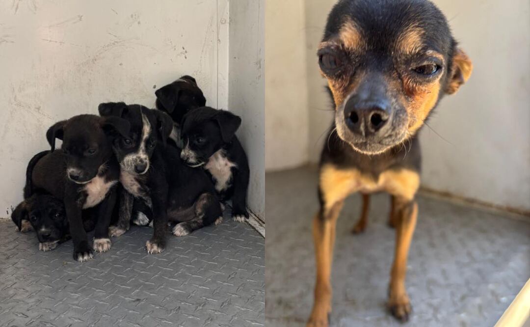 Nueve perros rescatados en Huixquilucan tras una denuncia por maltrato animal. Foto: Especial