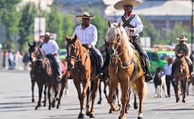 Nueva Ley de Bienestar Animal en el Estado de México: Regulan el uso de animales de trabajo, carga y espectáculos