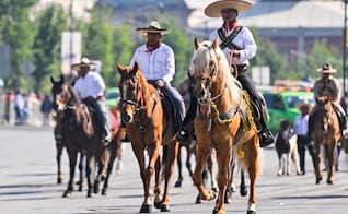Nueva Ley de Bienestar Animal en el Estado de México: Regulan el uso de animales de trabajo, carga y espectáculos