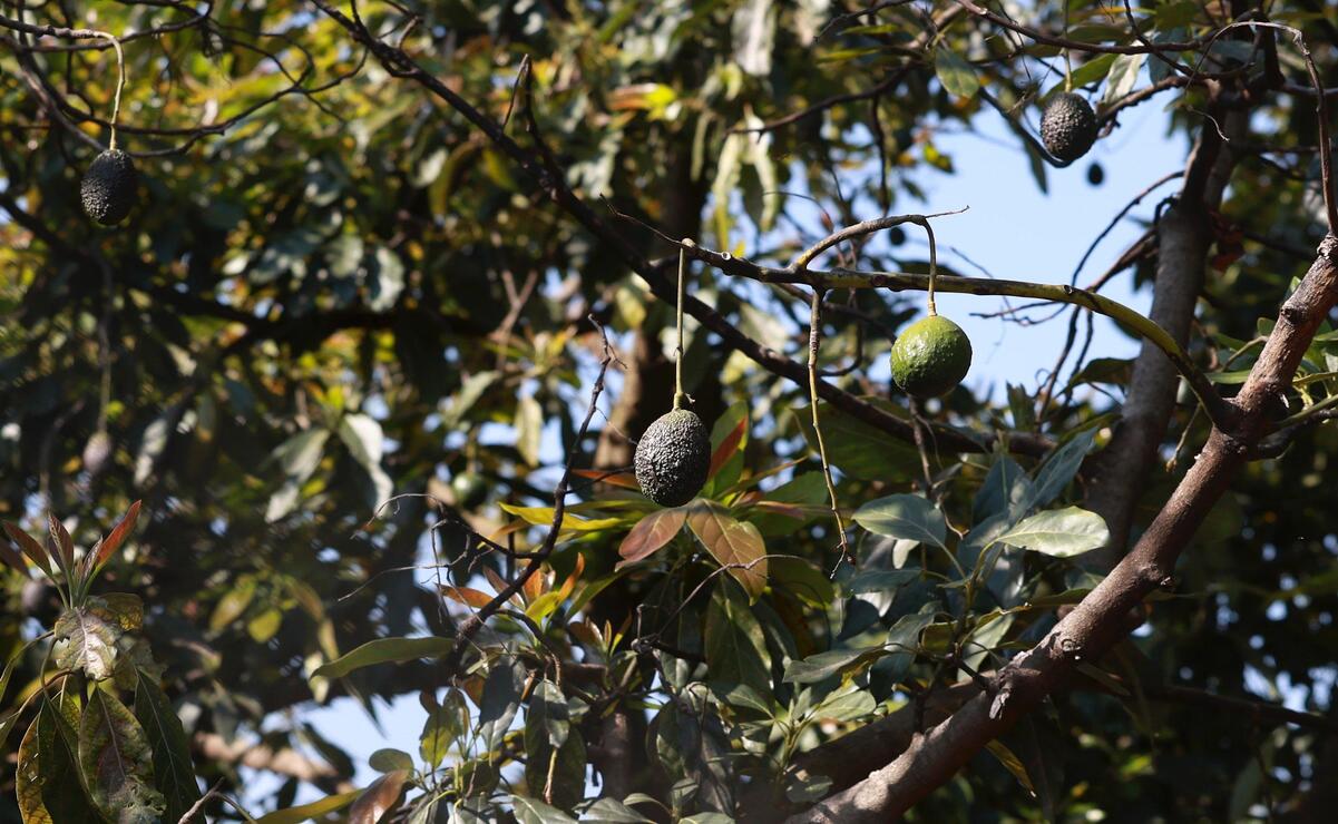 Temascaltepec es el municipio que cumplió con las certificaciones para poder exportar aguacate a Estados Unidos. Foto: Alejandro Vargas / El Universal Estado de México