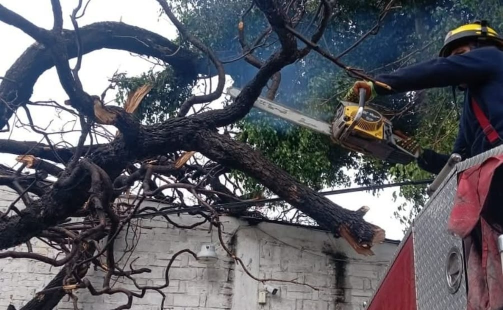 Personal de Protección Civil de Tlalnepantla retira restos de un árbol caído tras la fuerte lluvia de este domingo. Foto Especial