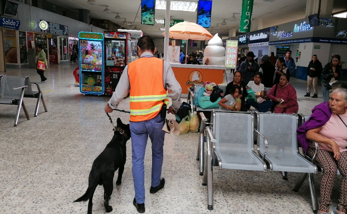 En la zona de las salas de espera de la terminal de Toluca, las autoridades han colocado charolas con croquetas y agua para todos aquellos perros que no cuentan con un hogar / Foto: Claudia Rodríguez