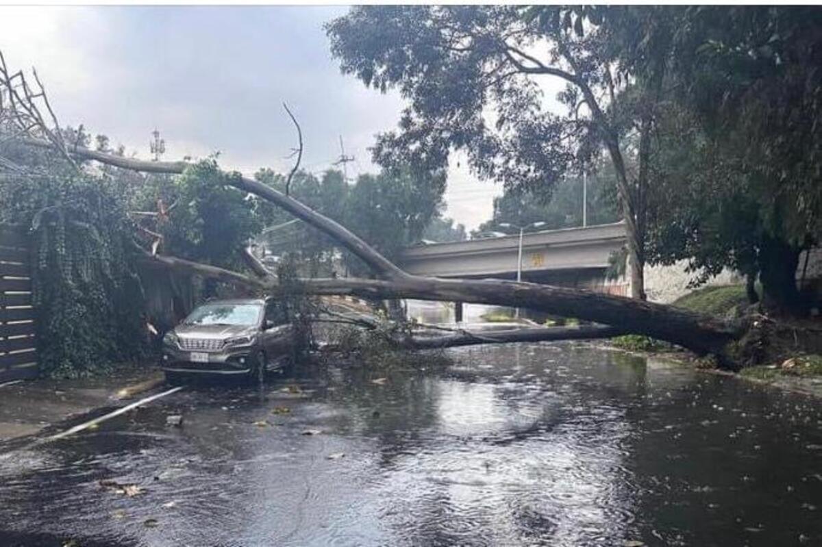 La tormenta del 18 tiro más de 50 árboles