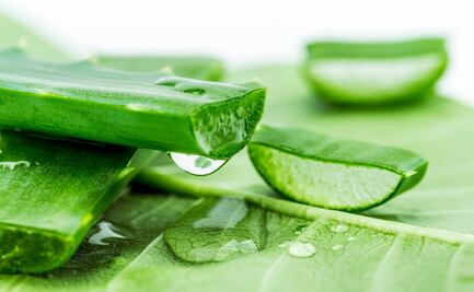 Descubre los beneficios del aloe vera para tu cabello y piel