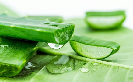 Descubre los beneficios del aloe vera para tu cabello y piel