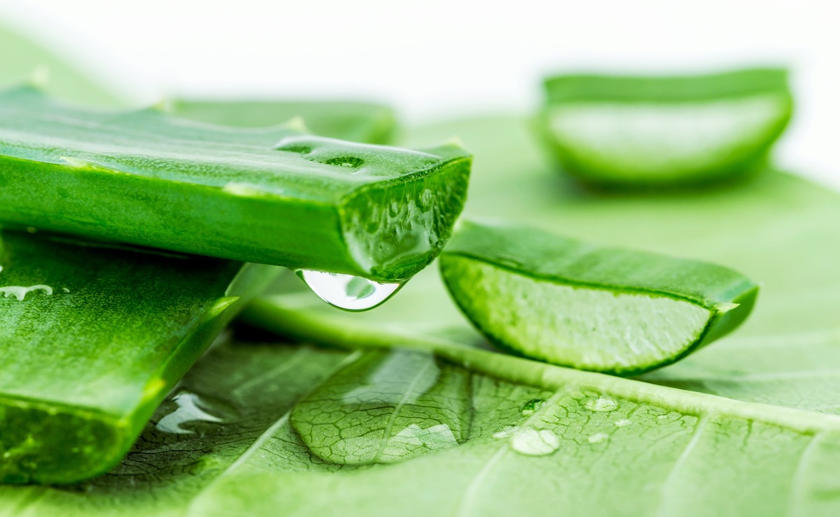 Descubre los beneficios del aloe vera para tu cabello y piel
