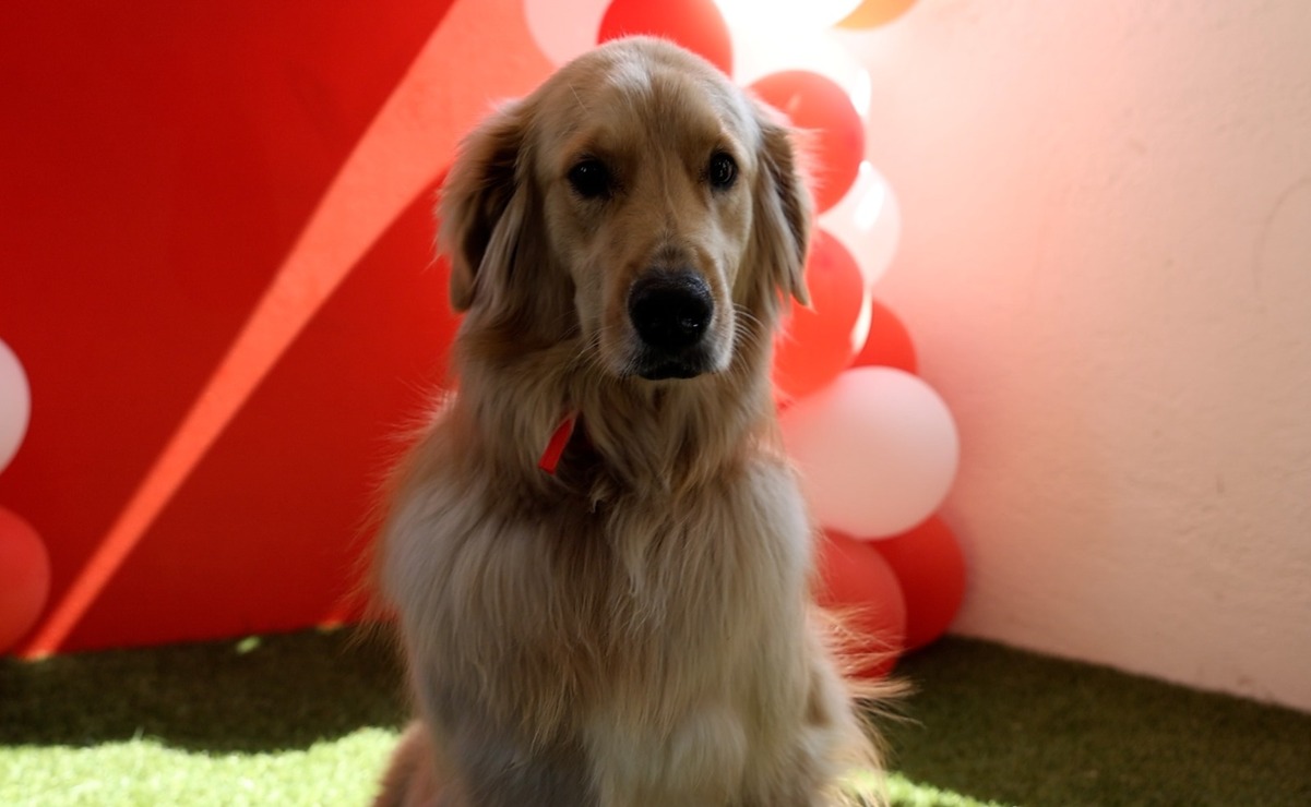 En esta festividad las mascotas también disfrutarán de un momento único y especial / Foto Sergio García