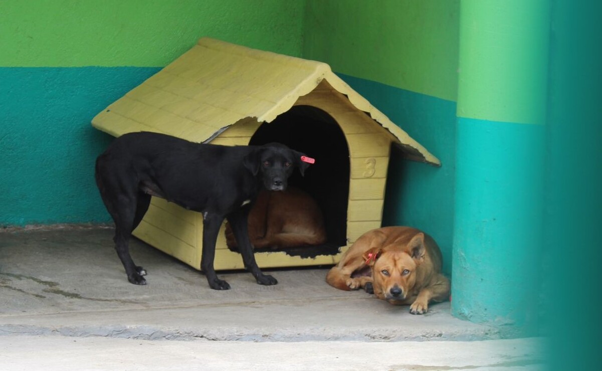 En el 2023 es el año en el que se presentaron más denuncias por maltrato animal en el Estado de México con mil 156 / Foto Karen Aldama